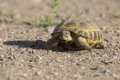 Vierteenlandschildpad - Russian Tortoise - Testudo horsfieldii