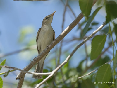 Sykes' Spotvogel - Sykes's Warbler - Iduna rama
