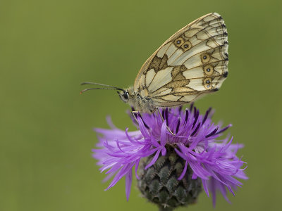 Dambordje - Marbled White - Melanargia galathea