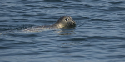 Gewone Zeehond - Harbour Seal - Phoca vitulina