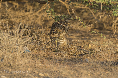 Kaapse Griel - Spotted Thick-knee