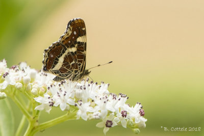 Landkaartje - Map Butterfly - Araschnia levana