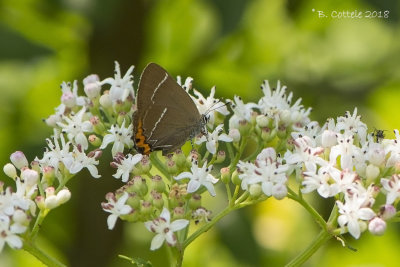 Iepenpage - White-letter Hairstreak - Satyrium w-album