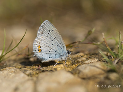 Staartblauwtje - Short-tailed Blue - Cupido argiades