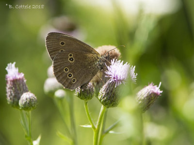 Koevinkje - Ringlet - Aphantopus hyperantus