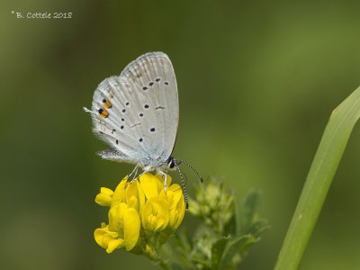 Staartblauwtje - Short-tailed Blue - Cupido argiades
