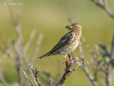 Roodkeelpieper - Red-throated Pipit - Anthus cervinus