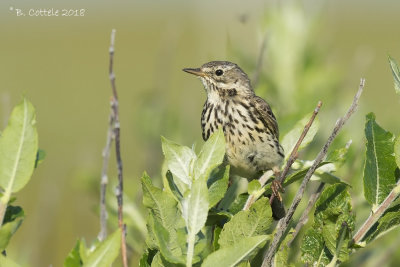 Graspieper - Meadow Pipit - Anthus pratensis