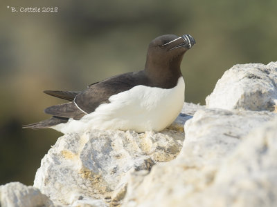 Alk - Razorbill - Alca torda