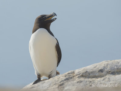 Alk - Razorbill - Alca torda