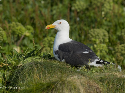 Grote Mantelmeeuw - Great Black-backed Gull - Larus marinus