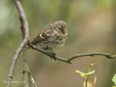 Grote Barmsijs - Mealy Redpoll