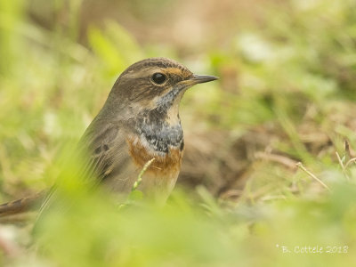 Blauwborst - Bluethroat - Luscinia svecica