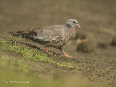 Holenduif - Stock Dove - Columba oenas