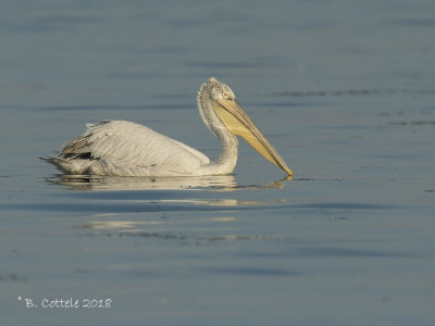 Kroeskoppelikaan - Dalmatian Pelican - Pelecanus crispus