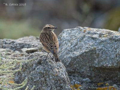 Paapje - Whinchat - Saxicola rubetra