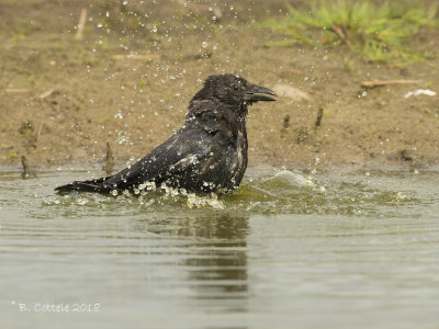 Zwarte Kraai - Carrion Crow 