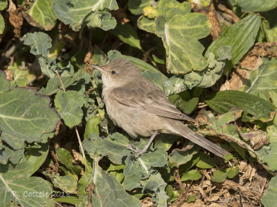 Sperwergrasmus - Barred Warbler - Sylvia nisoria