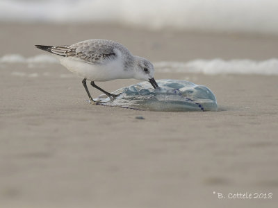 Drieteenstrandloper - Sanderling - Calidris alba