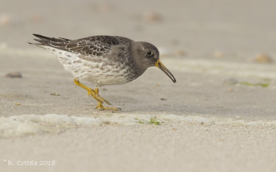 Paarse Strandloper - Purple Sandpiper - Calidris maritima