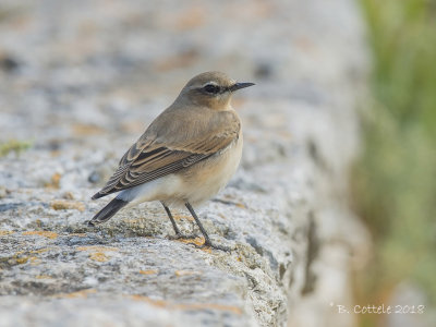 Tapuit - Northern Wheatear - Oenanthe oenanthe