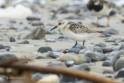 Drieteenstrandloper - Sanderling - Calidris alba