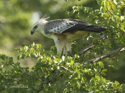 Indische Kuifarend - Changeable Hawk Eagle - Spizaetus cirrhatus