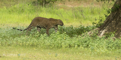 Luipaard - Leopard - Panthera pardus