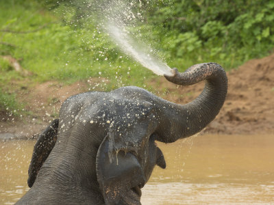 Ceylonolifant - Sri Lanka Elephant - Elephas maximus maximus