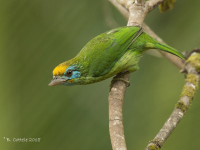 Ceylonese Baardvogel - Yellow-fronted Barbet 