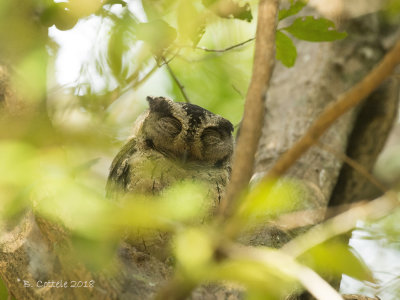 Indische Dwergooruil - Indian Scops Owl - Otus bakkamoena