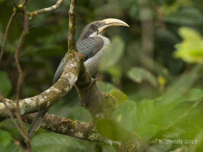 Ceylonese Tok - Sri Lanka Grey Hornbill - Ocyceros gingalensis