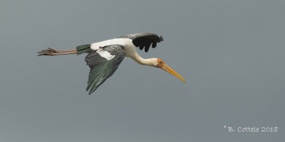 Indische Nimmerzat - Painted Stork - Mycteria leucocephala