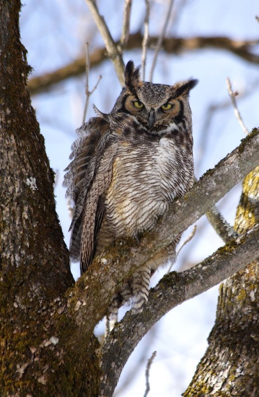 Grand Duc d'Amérique / Great Horned Owl