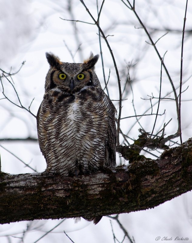 Grand Duc d'Amérique / Great Horned Owl