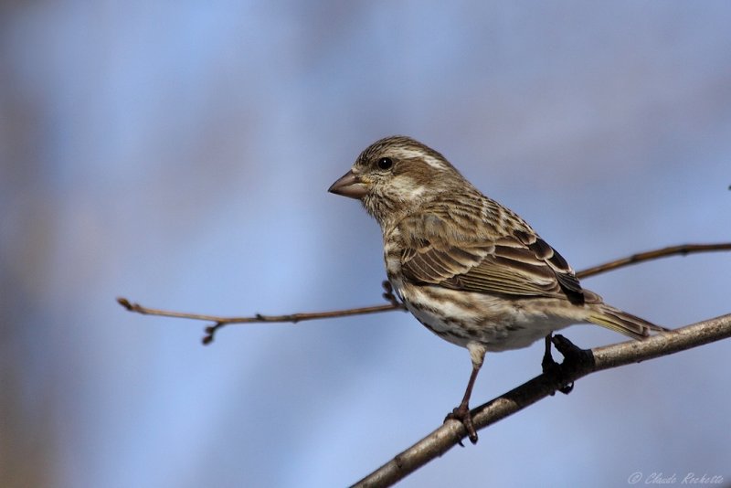 Roselin pourpr / Purple Finch