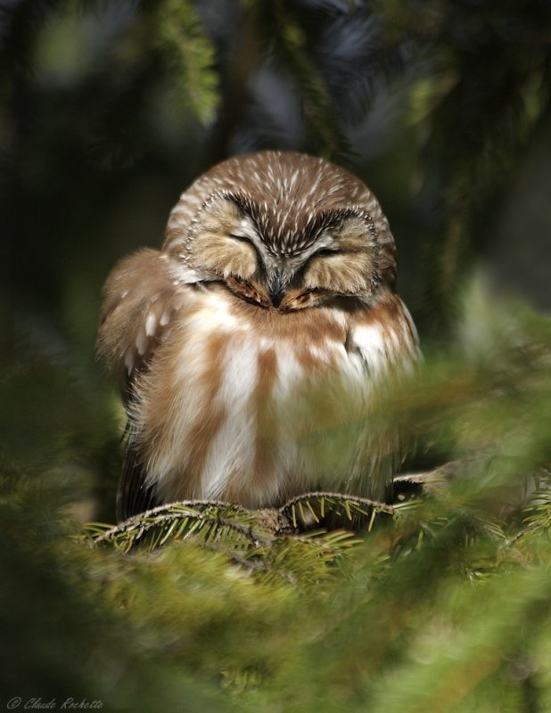 Petite Nyctale / Northern Saw-whet Owl