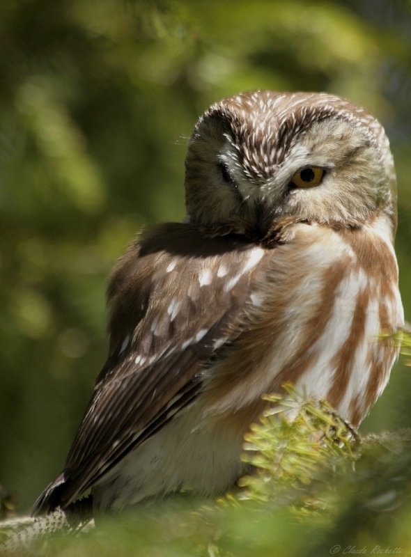 Petite Nyctale / Northern Saw-whet Owl