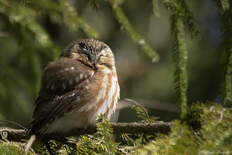 Petite Nyctale / Northern Saw-whet Owl