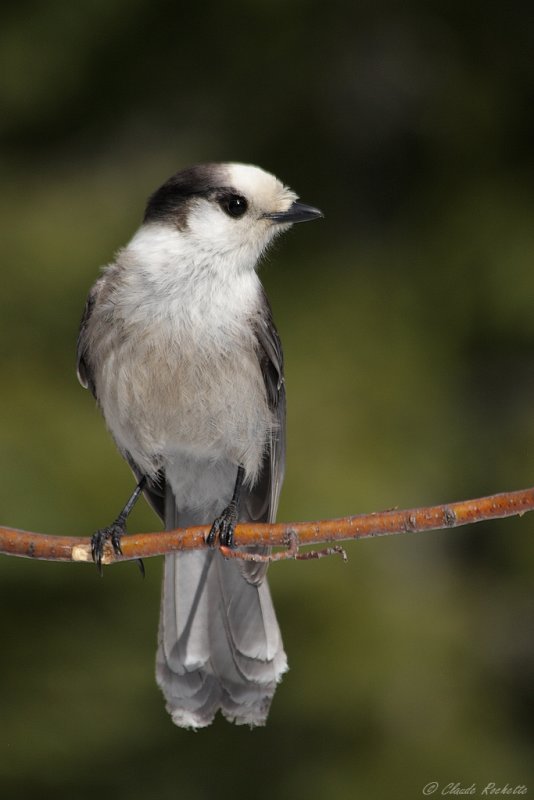 Msangeai du Canada / Gray Jay