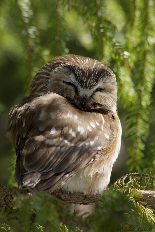 Petite Nyctale / Northern Saw-whet Owl