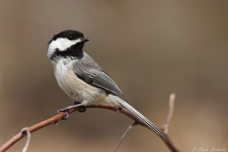 Msange  tte noire / Black-capped Chickadee