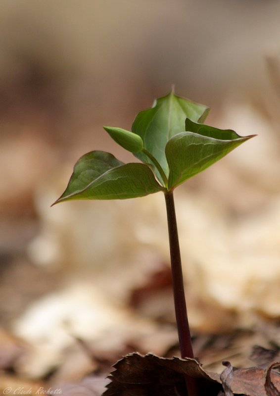 Trille rouge / Red trillium