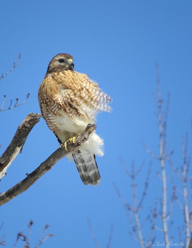 Buse à épaulette / Red-shouldered Hawk