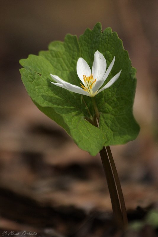 Sanguinaire / Bloodroot