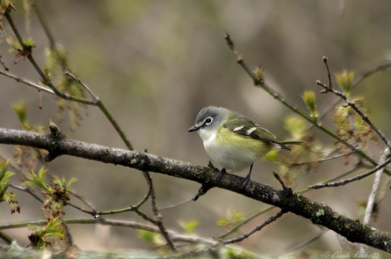 Viréo à tête bleu / Blue-headed Vireo