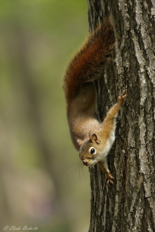 Écureuil roux / Red Squirrel
