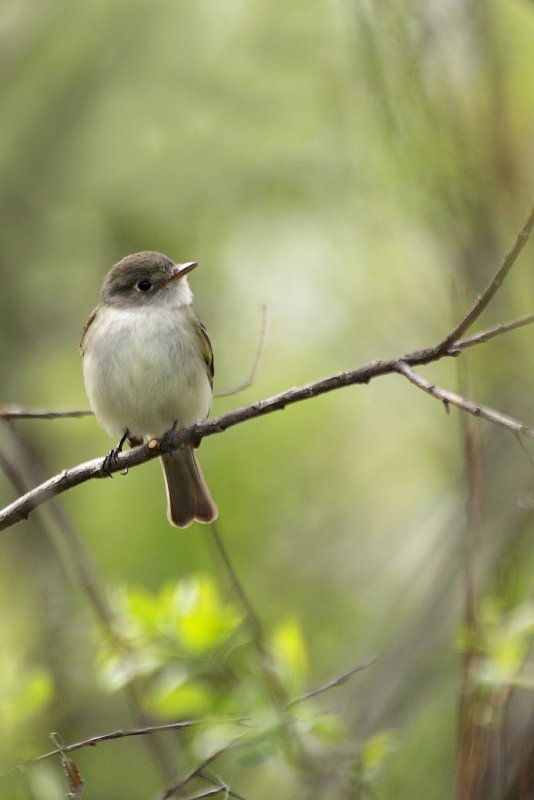 Moucherolle des aulnes ou des saules / Alder or Willow Flycatcher