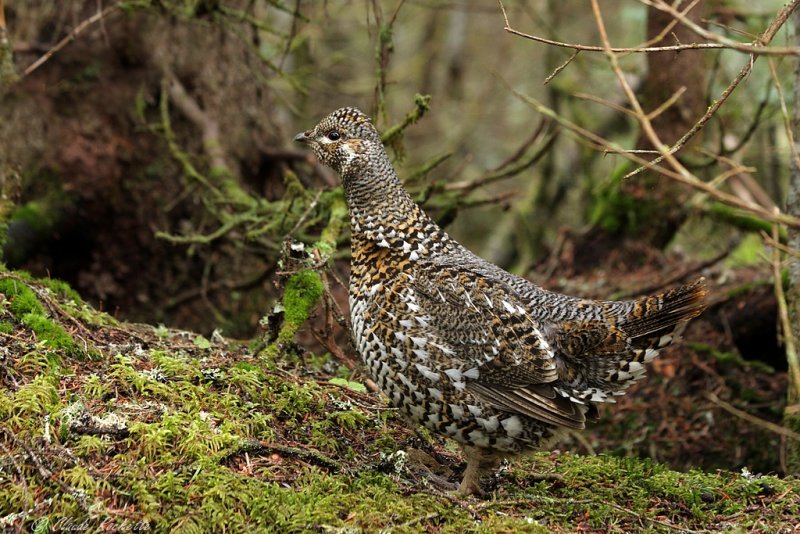 Tétras du Canada / Spruce grouse