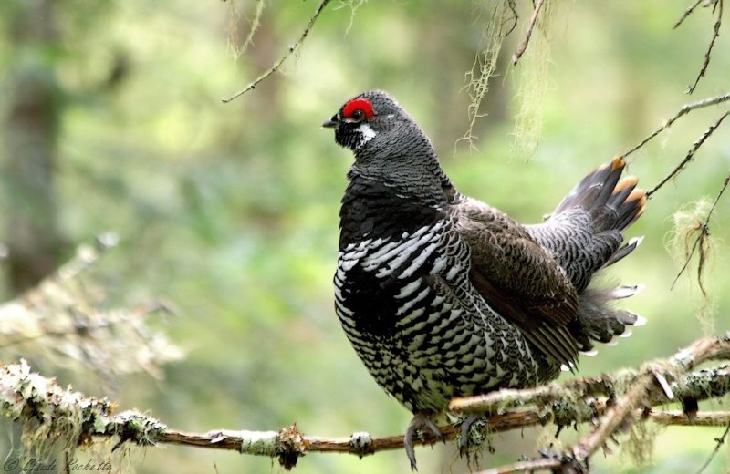 Tétras du Canada / Spruce grouse